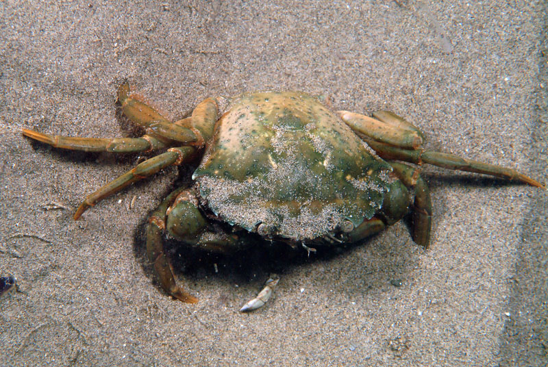 Carcinus mediterraneus